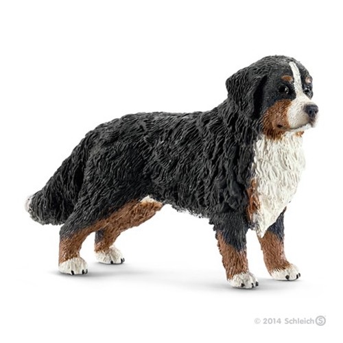 16397  BERNER SENNENHUND