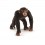 CHIMPANSE 14817