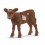 TEXAS LONGHORN KALV 13881