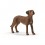 RHODESAIN RIDGEBACK 13895 SCHLEICH