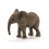 AFRICAN ELEPHANT CALF 14763