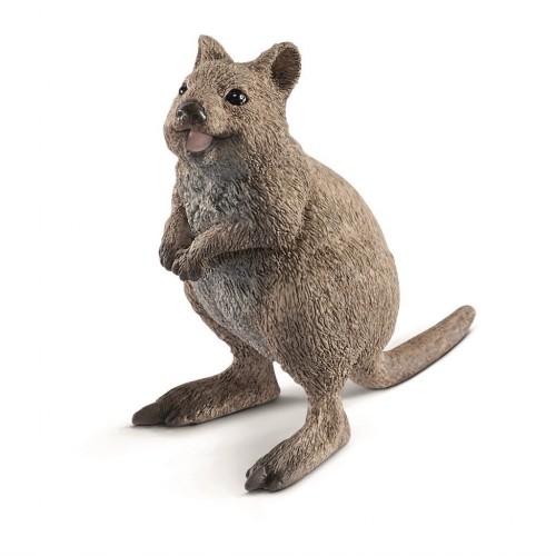 QUOKKA 14823