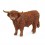 HIGHLAND BULL 13919