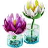 Water lilies