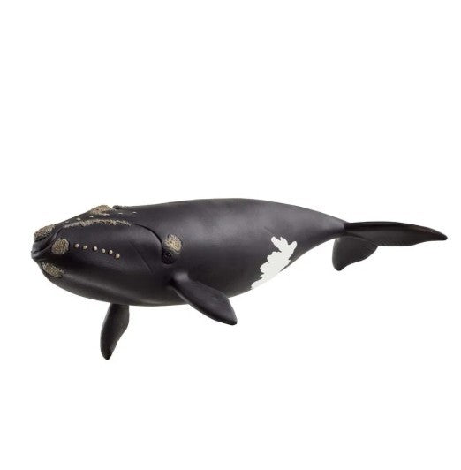 Schleich nordatlantiske højrehval 14878 SCHLEICH