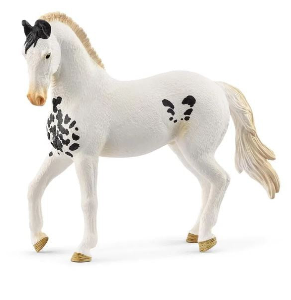 SCHEILCH MARWARI STALLION HEST 14898