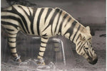 Animal Universe Zebra åben æske 16x9,5x11cm